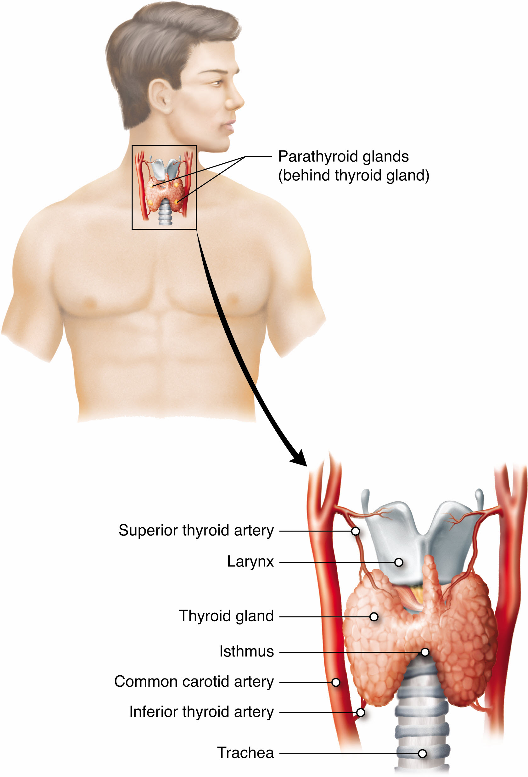 Knowledgeworks Drawing Thyroid Gland And Its Vascularisation English Labels Anatomytool 8704